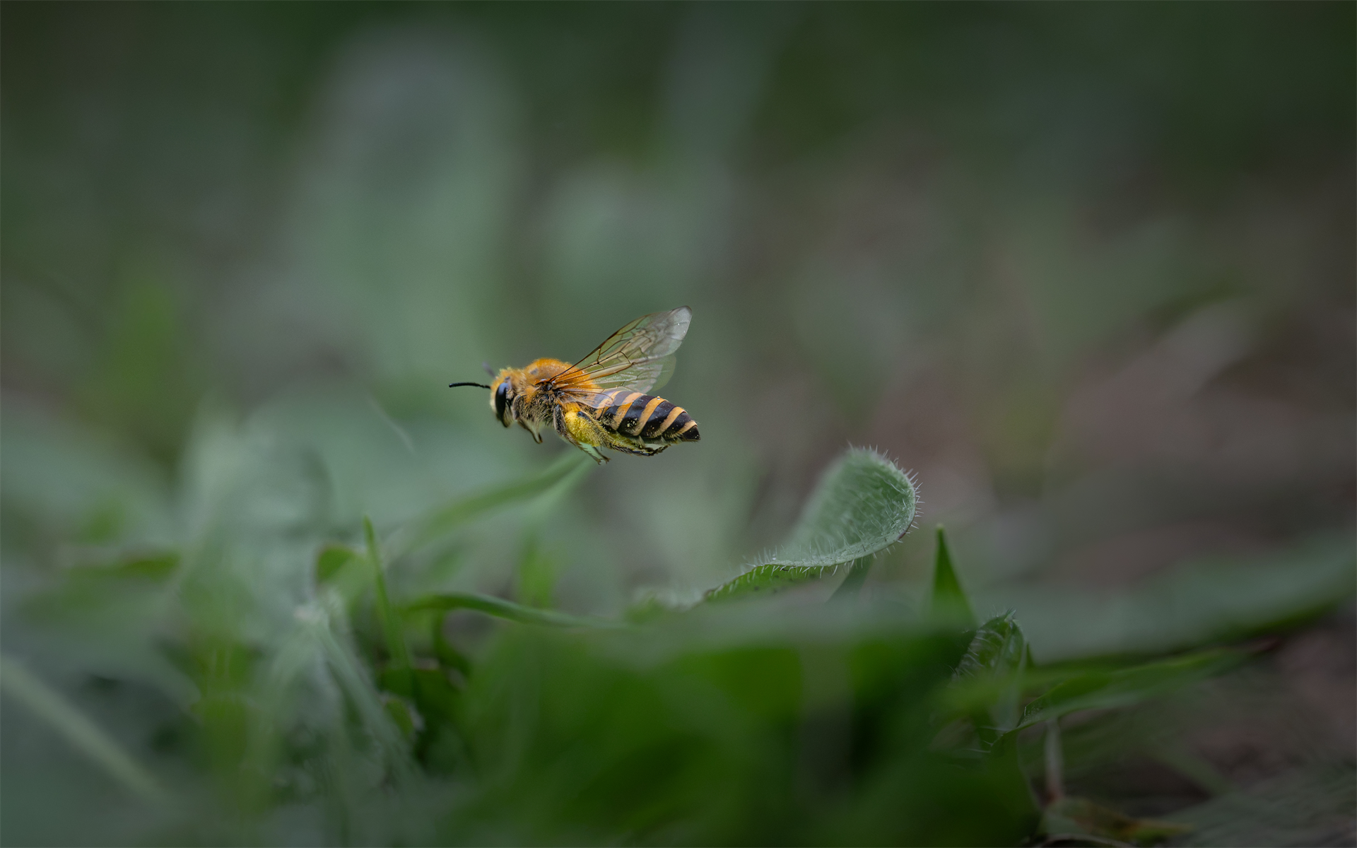 Ivy Bee