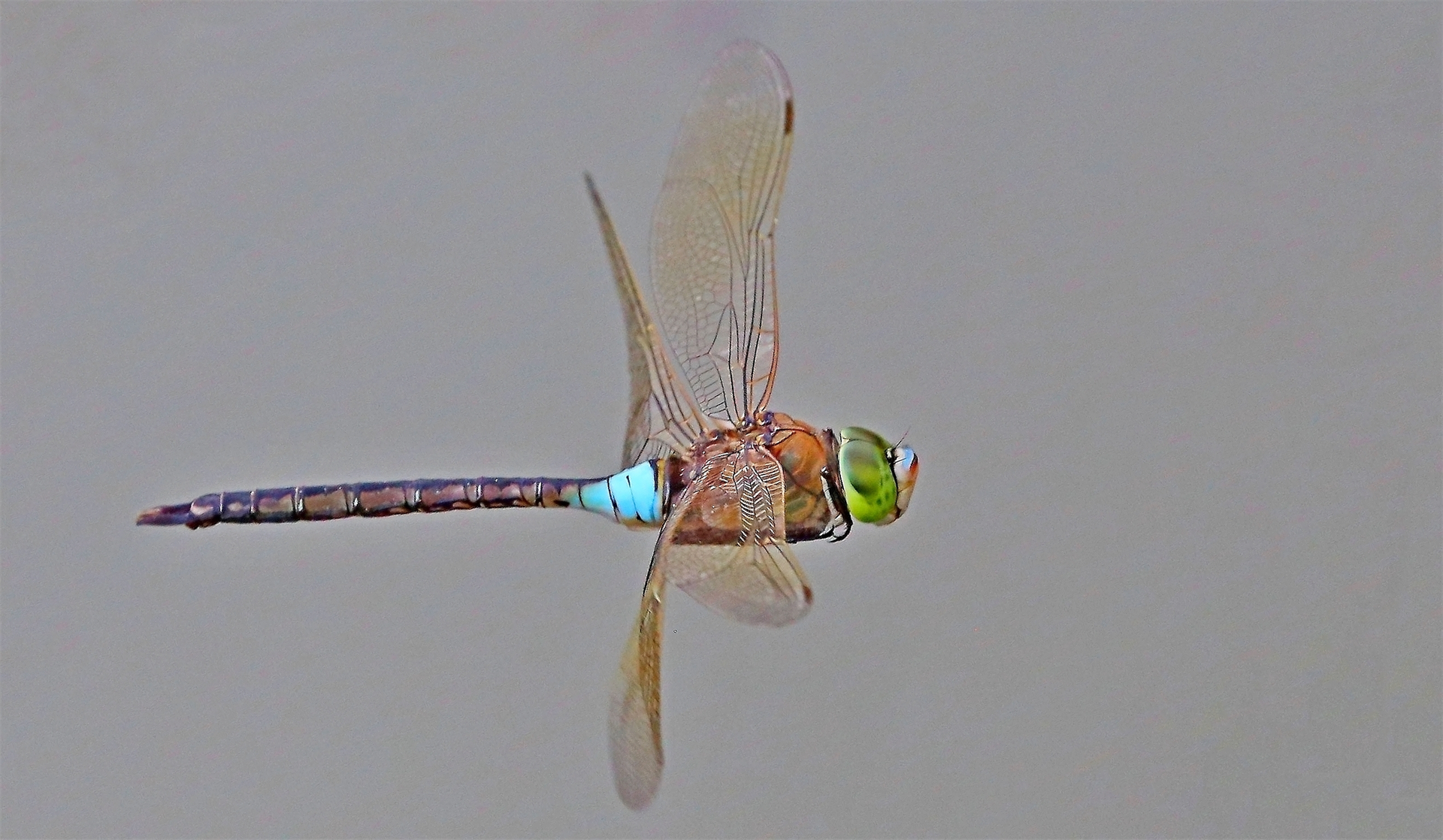 On the wing