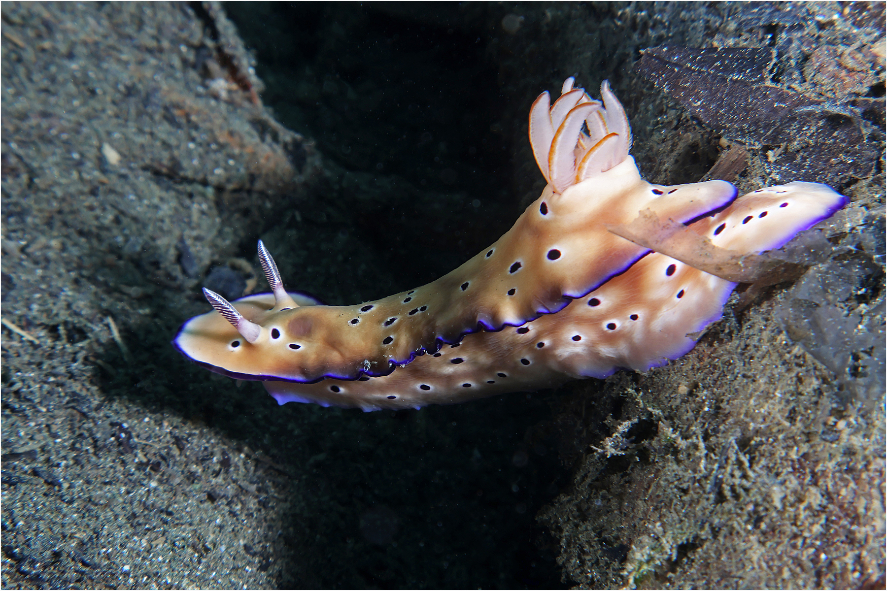 Hypselodoris tryoni