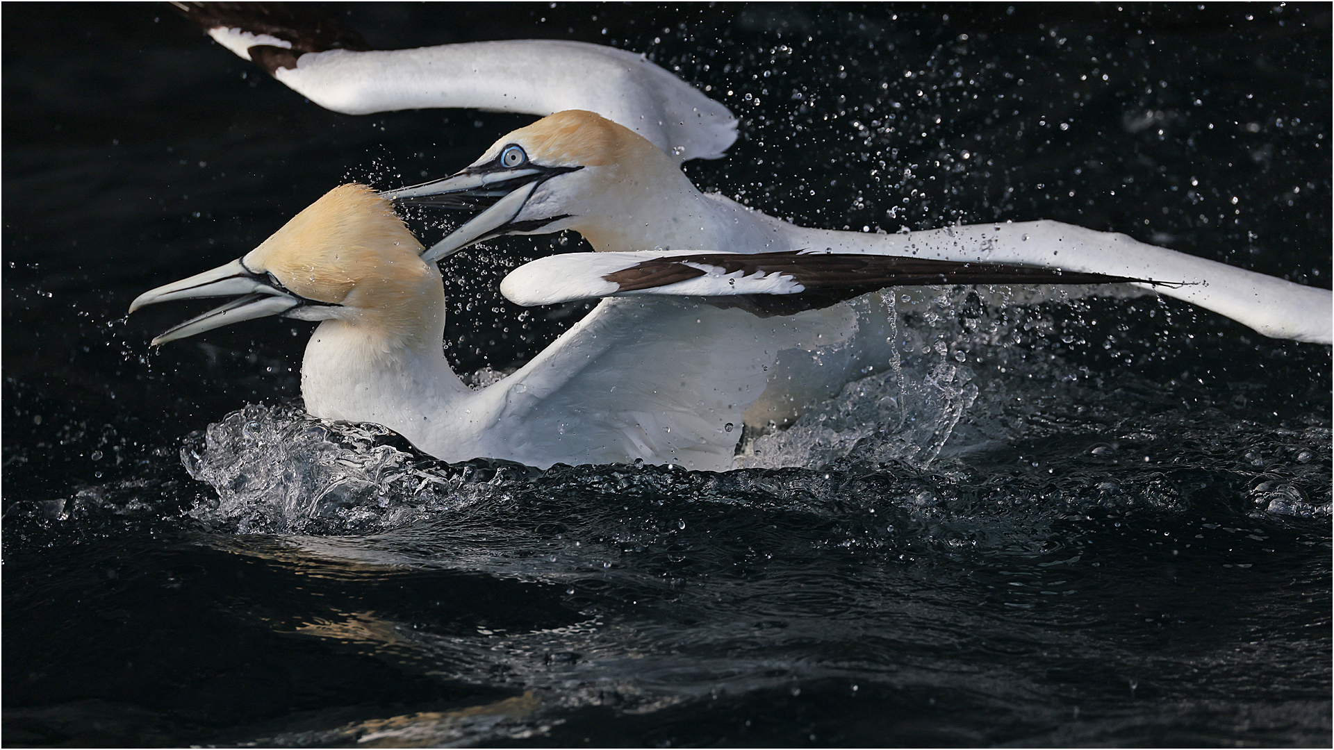 Fighting gannets