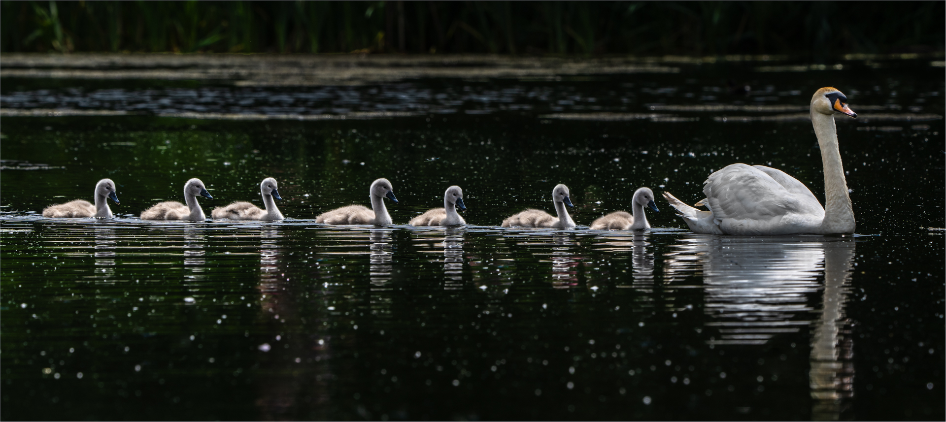 Follow the Leader