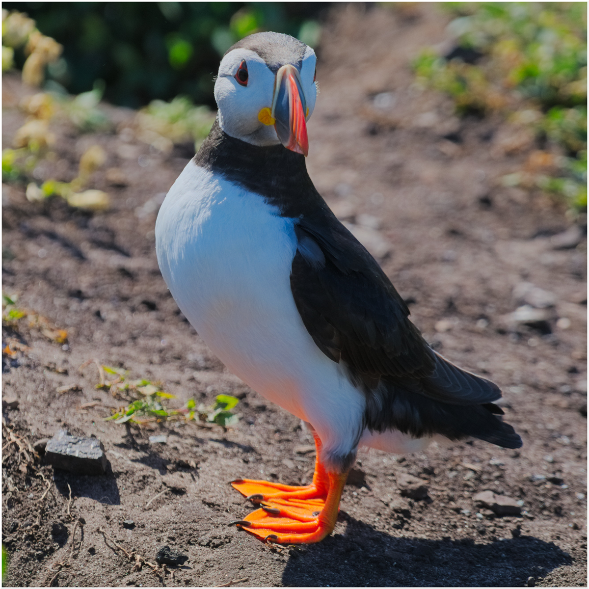 Farne Island Puffin