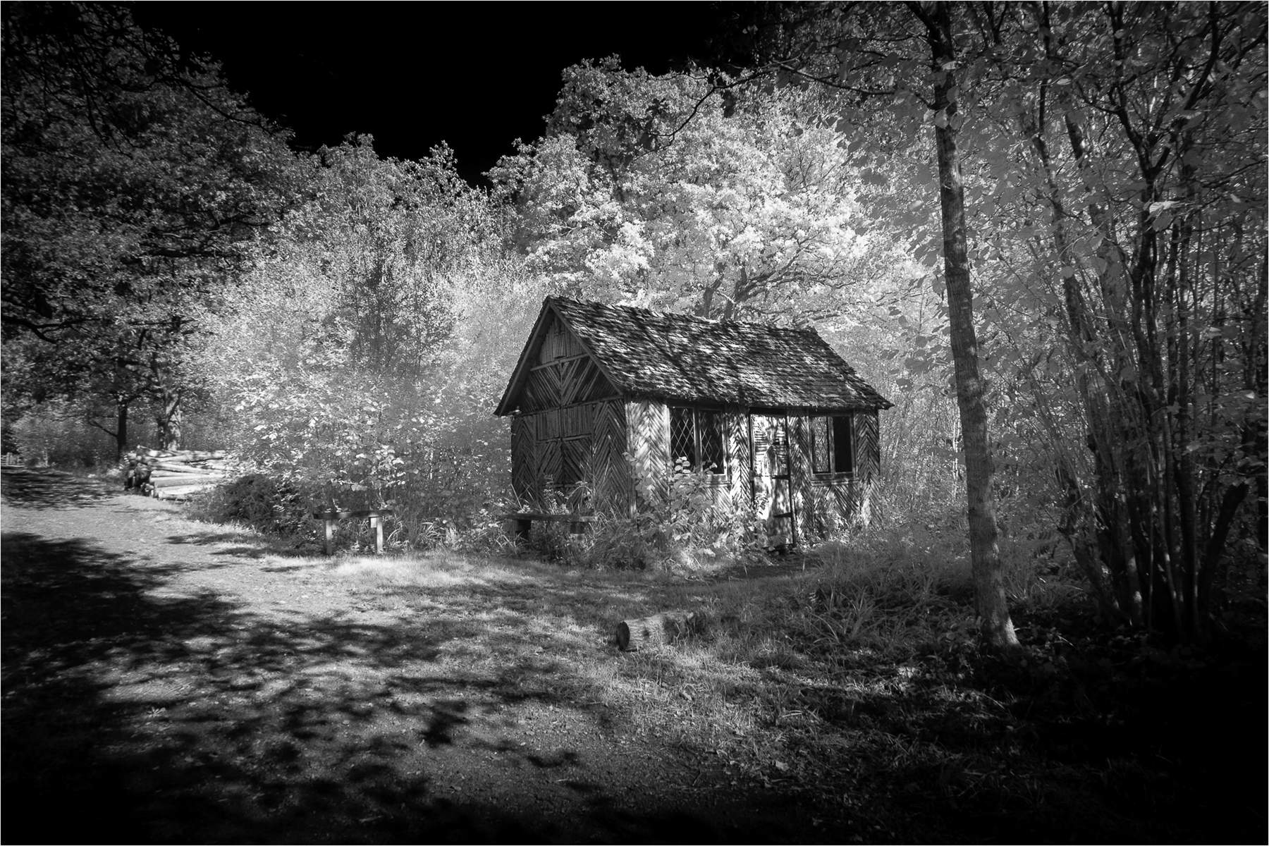 The Cabin in the Woods