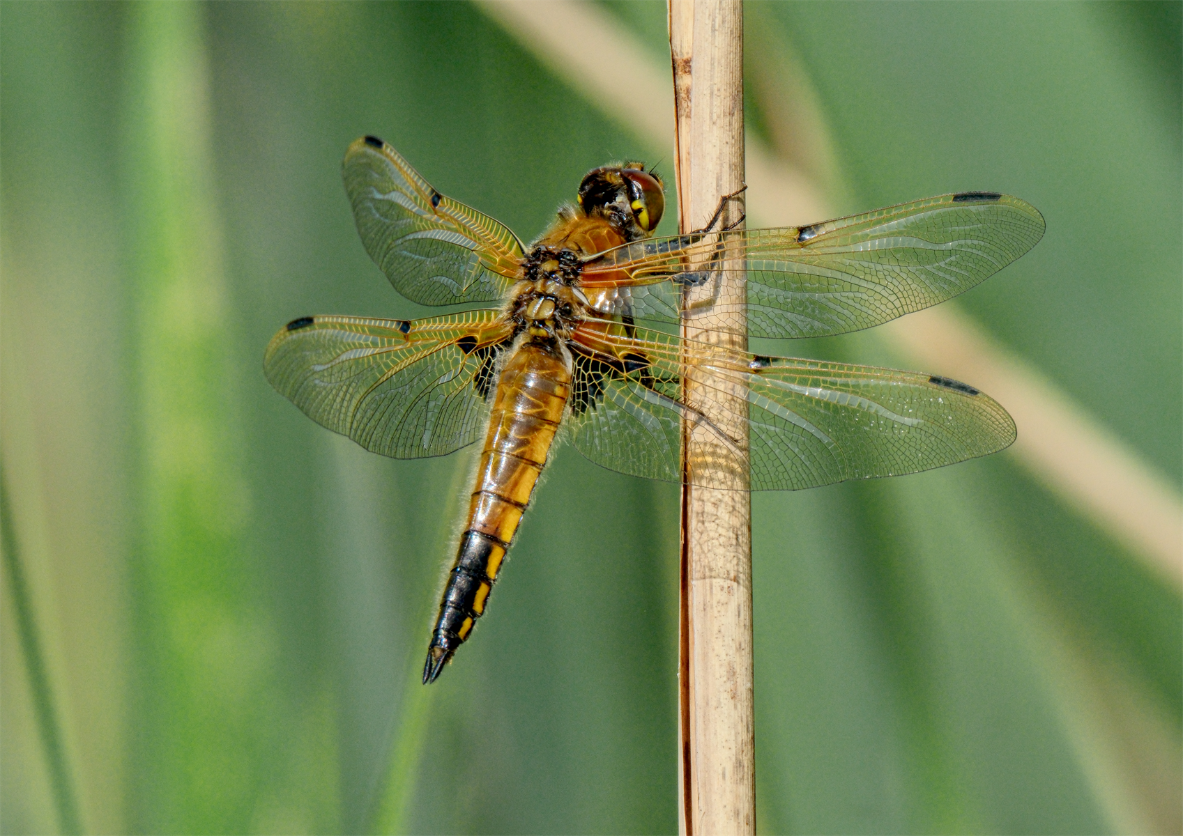 Four Spot Chaser