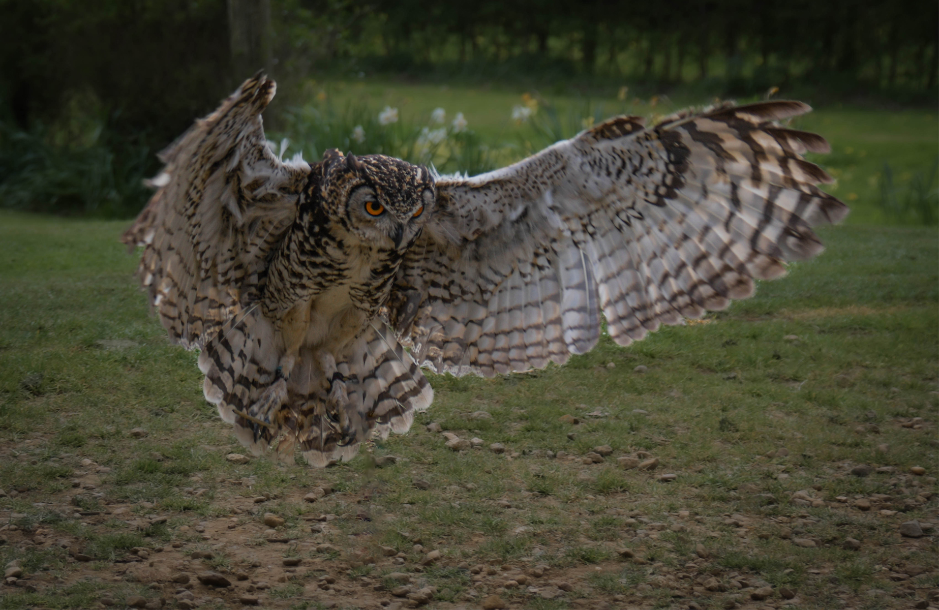 Owl Incoming
