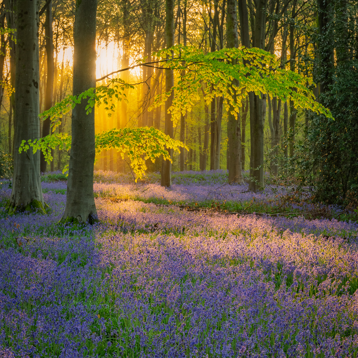 Bluebell Dawn