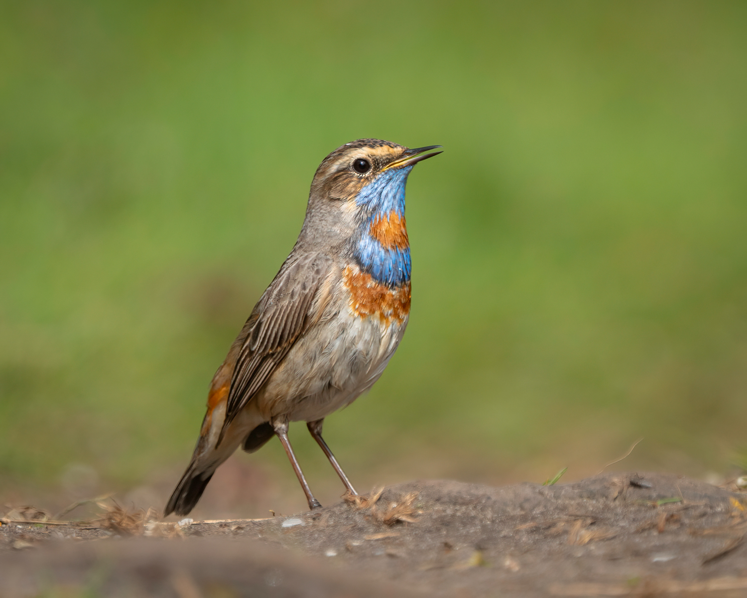 Red Breasted Bluethroat