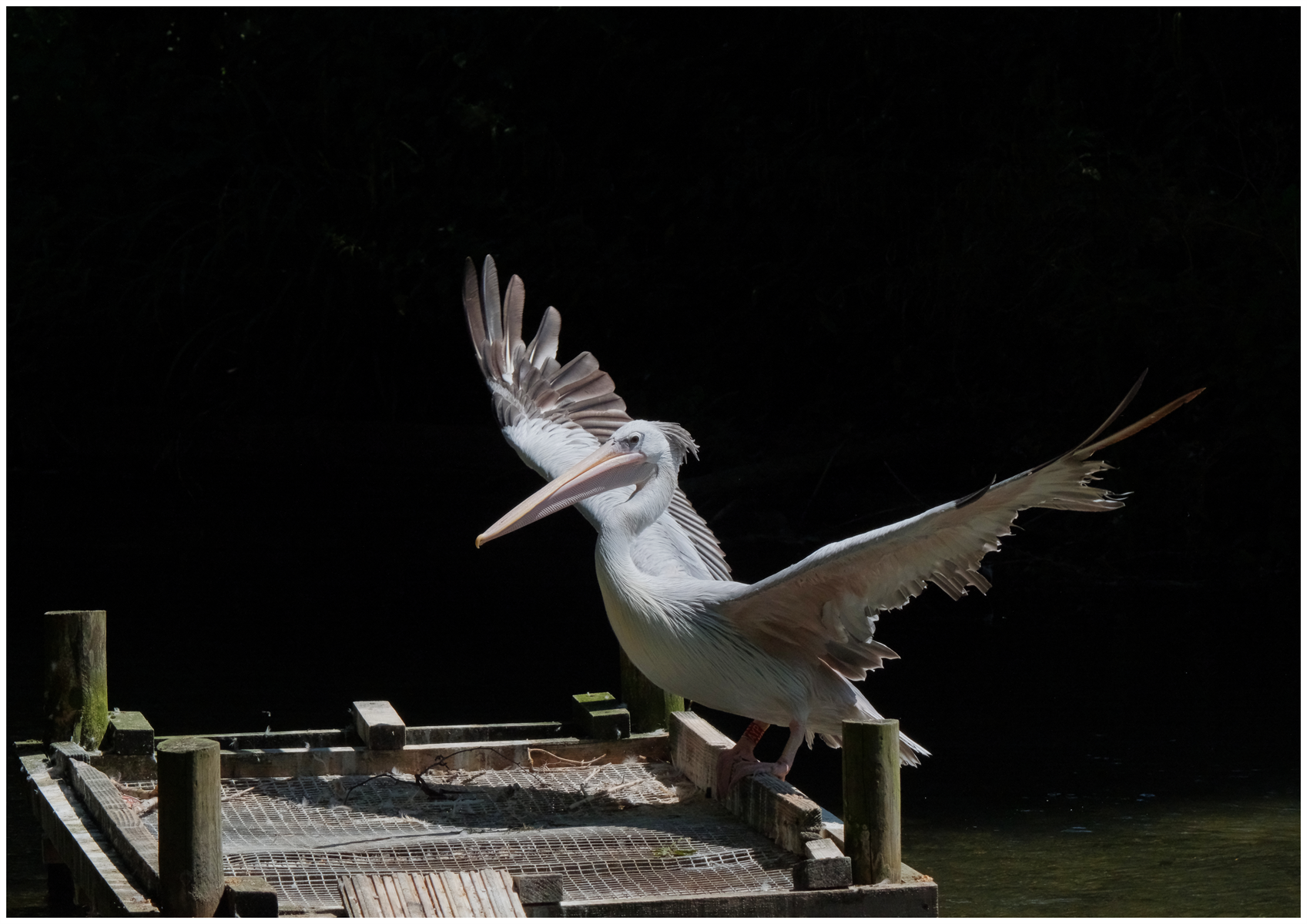 Pink Backed Pelican