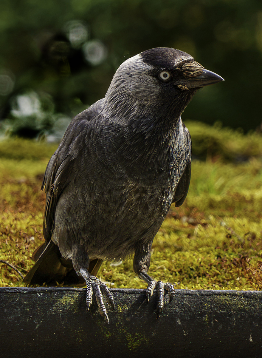 Jackdaw on the lookout