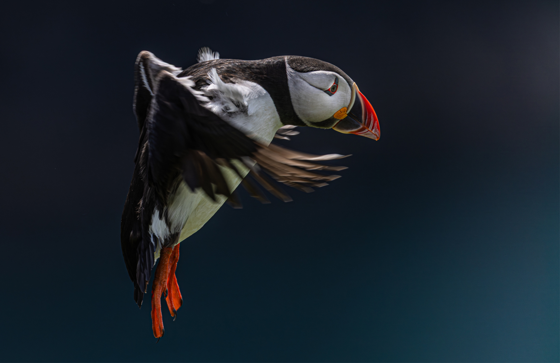 Puffin