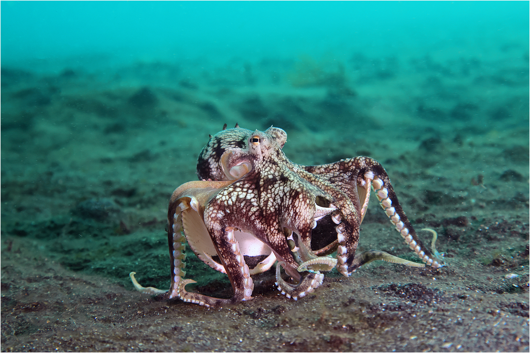Coconut octopus in barren home