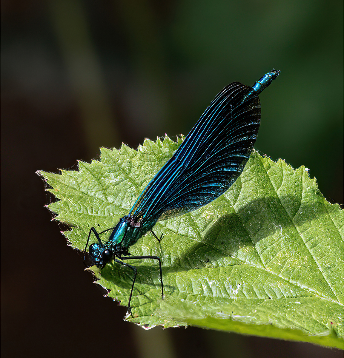 Demoiselle