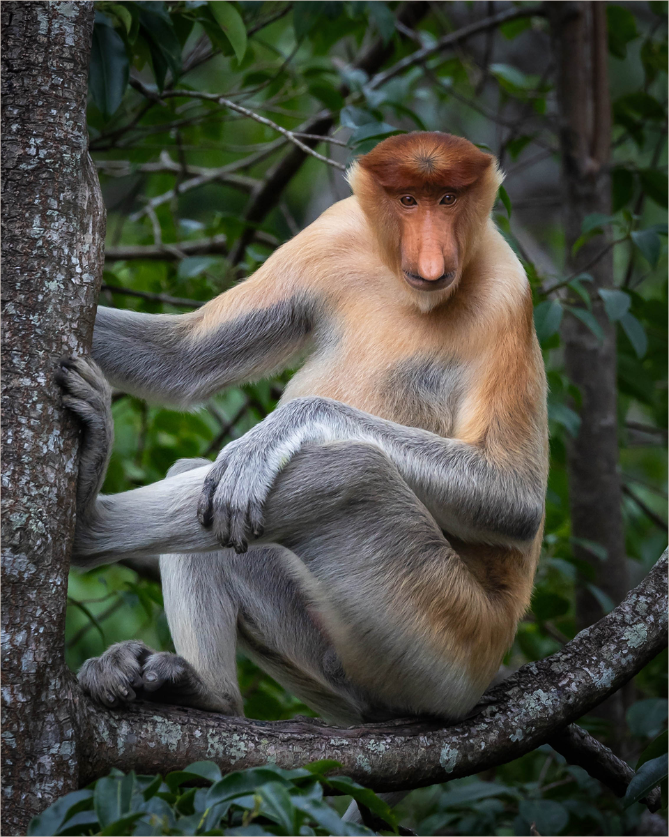 Proboscis monkey in the wild