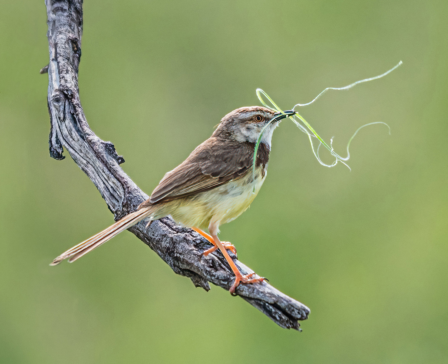 Black-chested Prinia