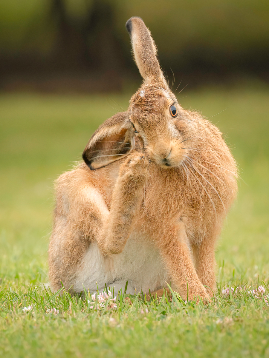 Brown Hare High Five