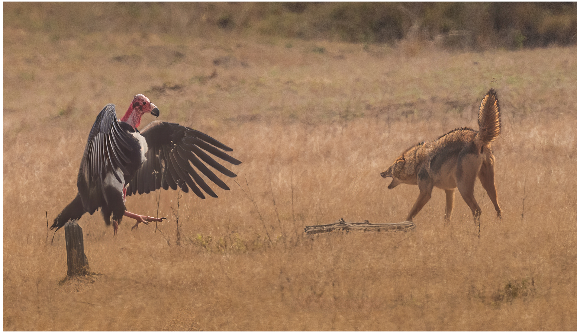 Standoff