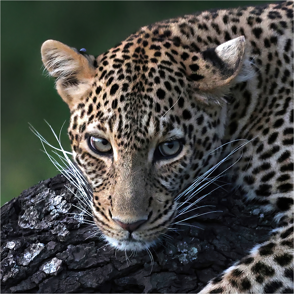 Portrait of a Leopard