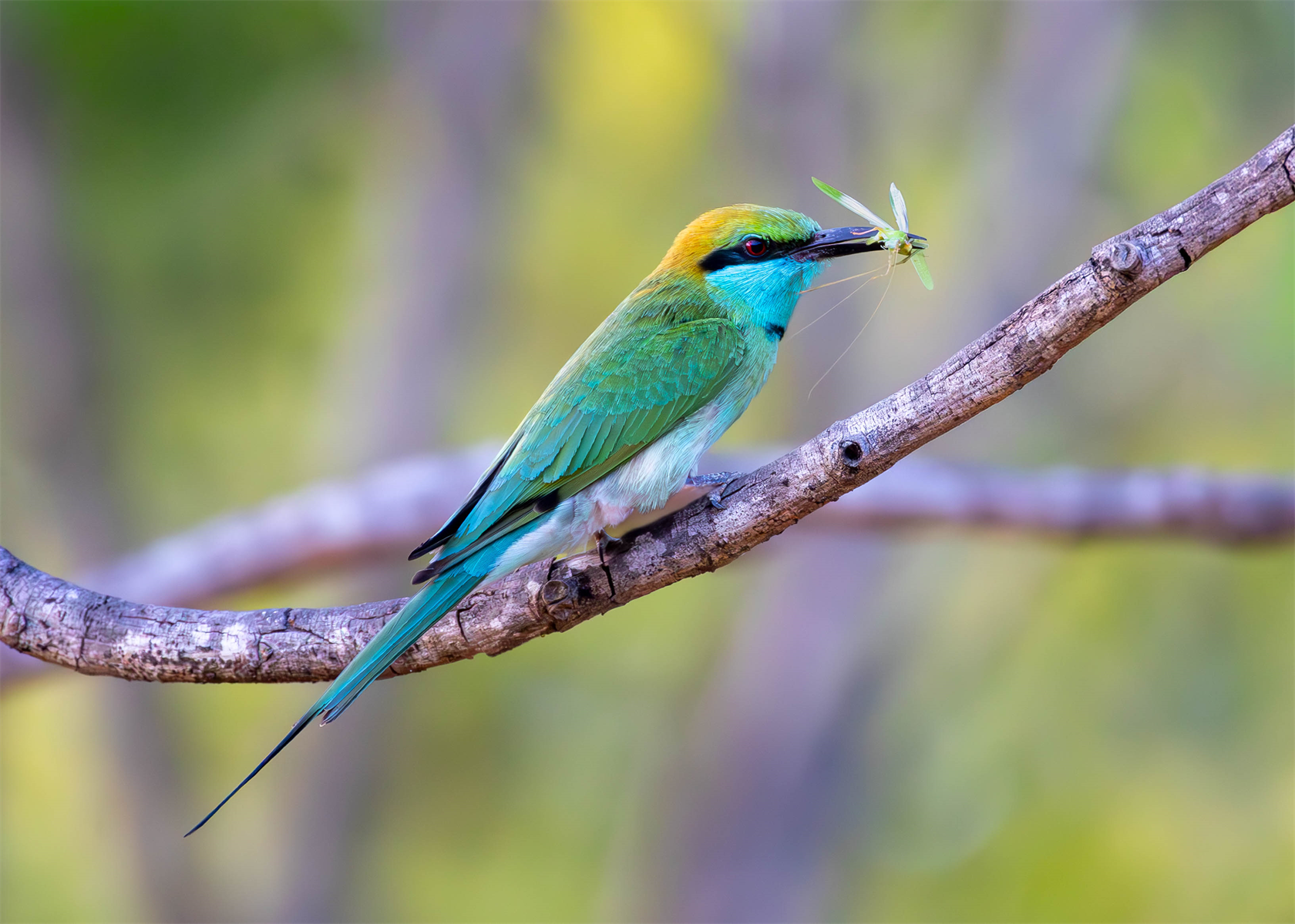 Bluetailed Beeeater