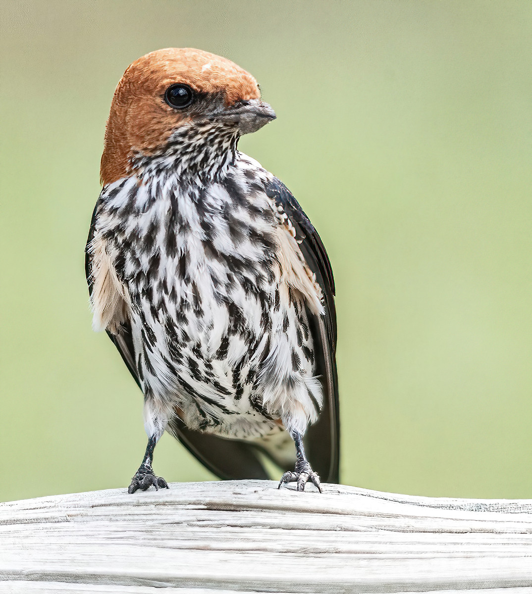 Lesser Striped Swallow