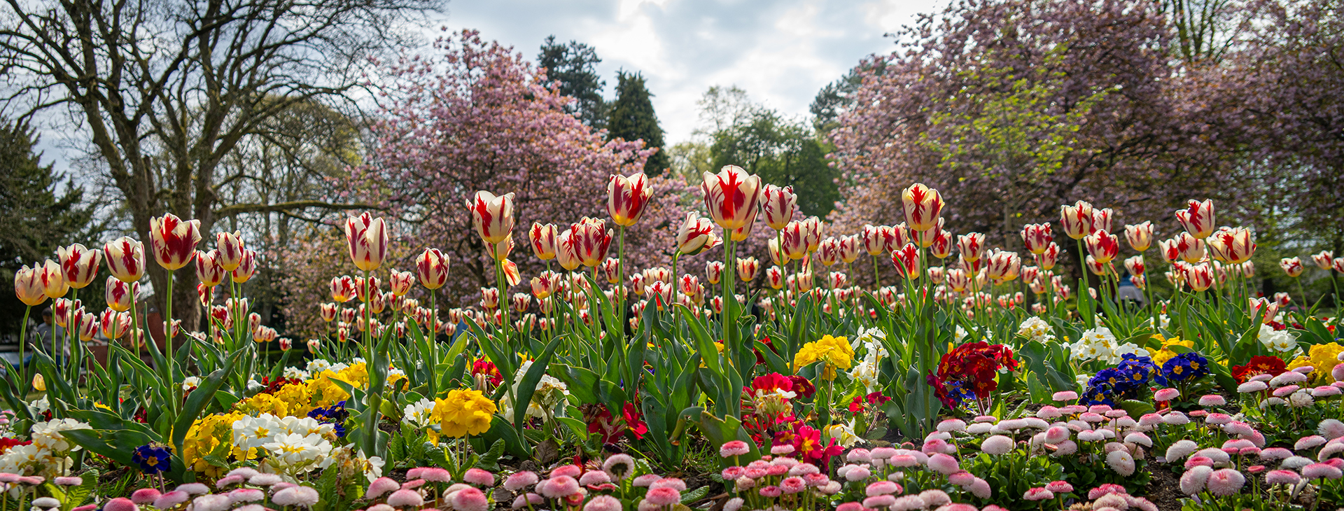 Town gardens in spring
