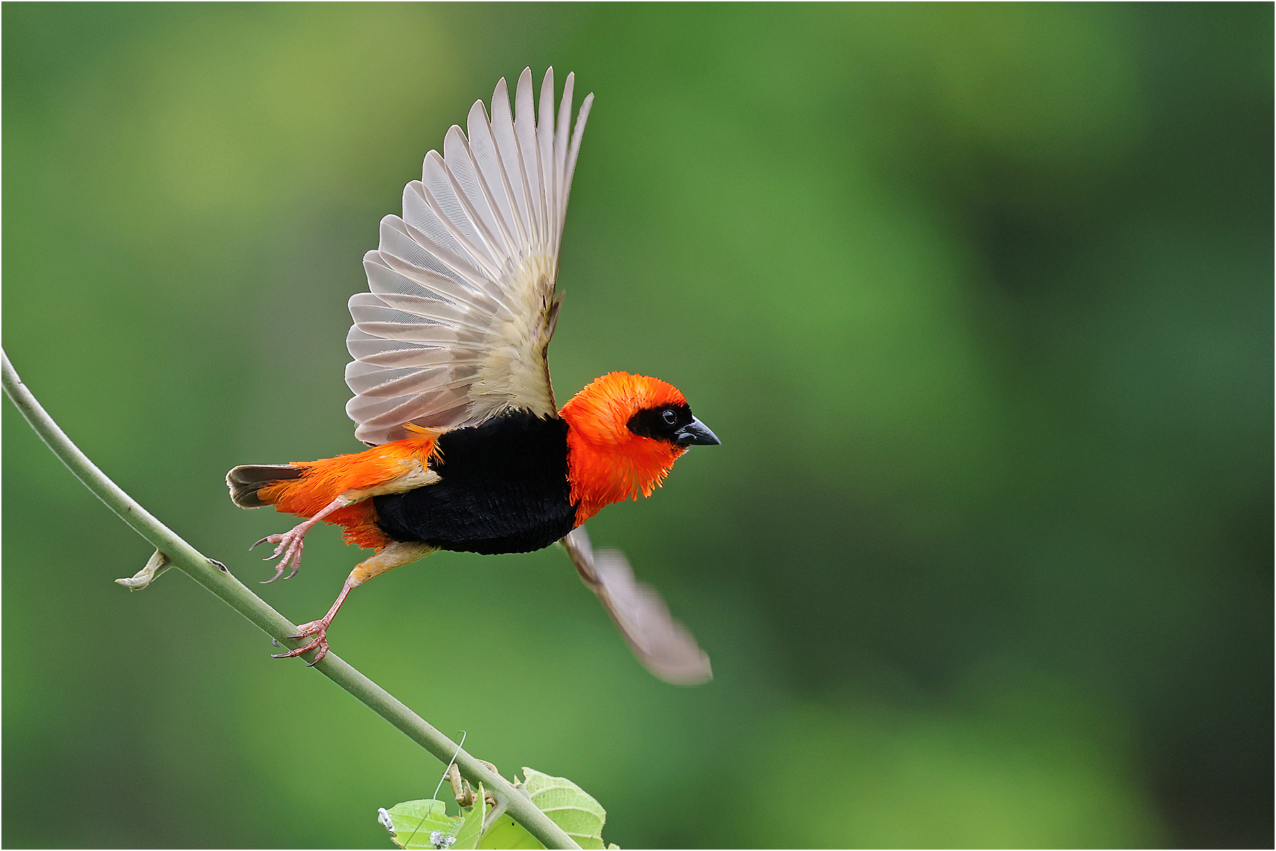 Black-winged bishop takeoff