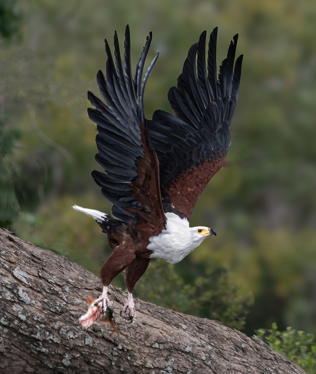 African Fish Eagle