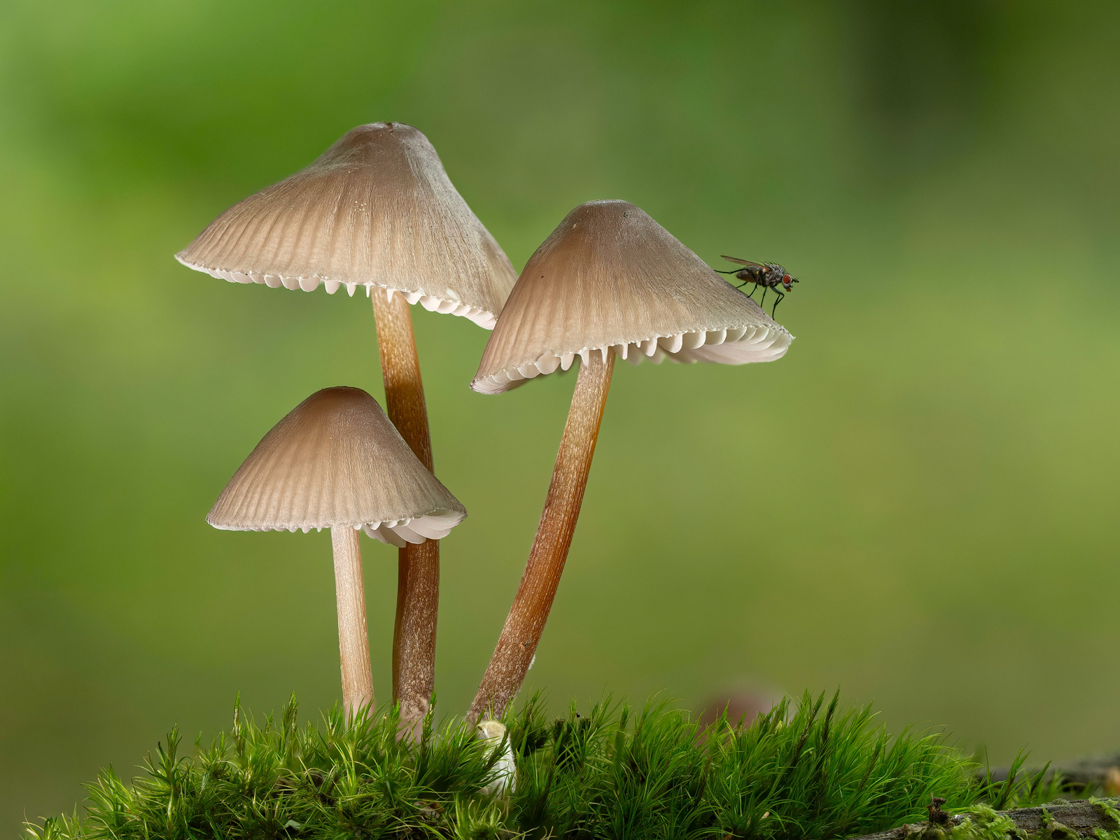 Clustered Bonnets