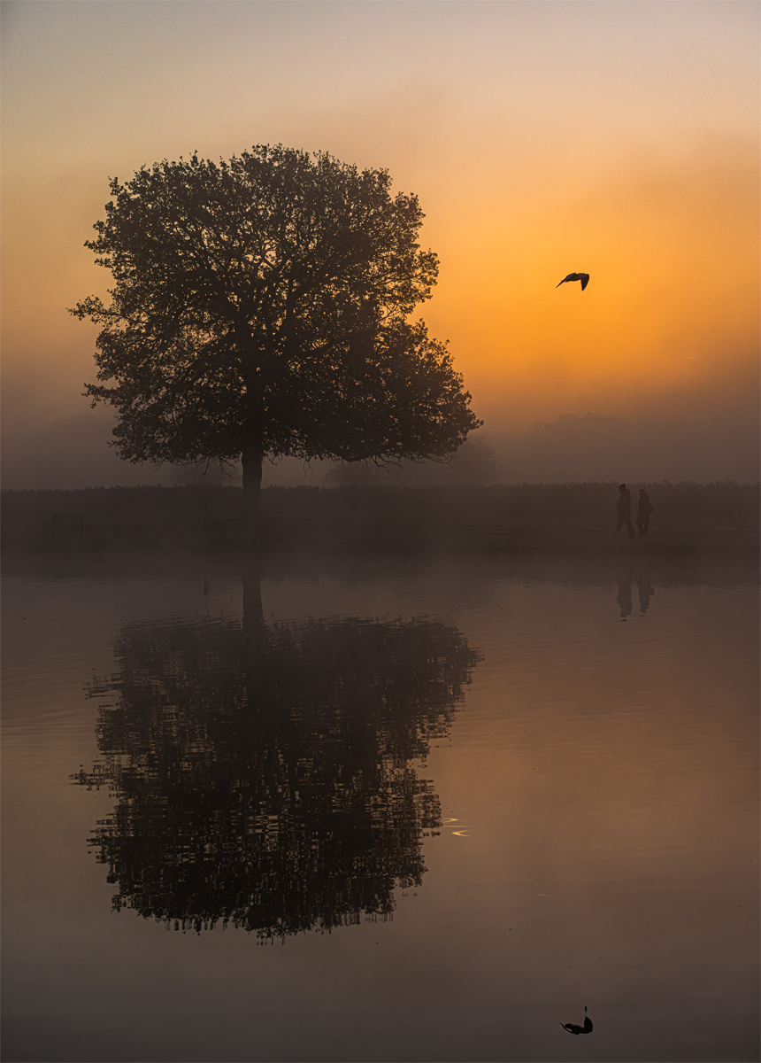 Sunrise at Bushy Park