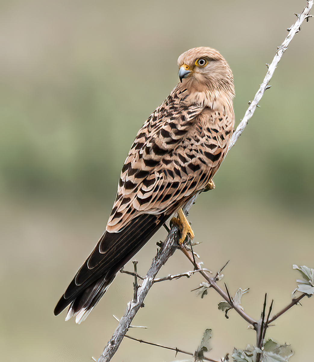 Greater kestrel