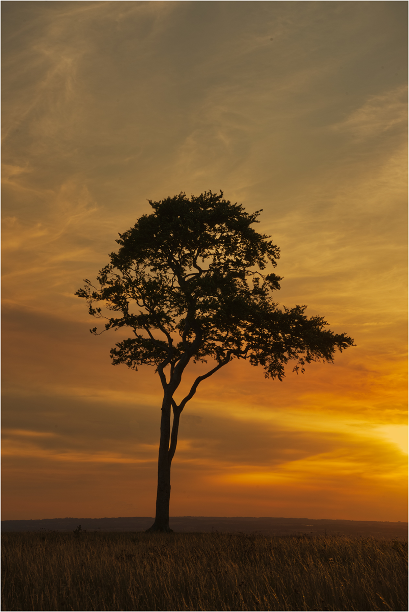 Sunset Over The Lone Tree