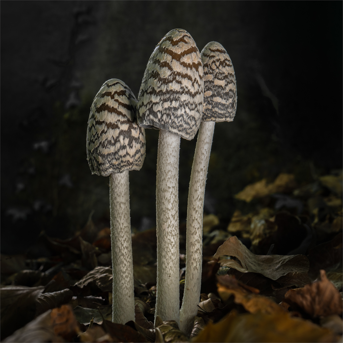 Magpie Inkcaps