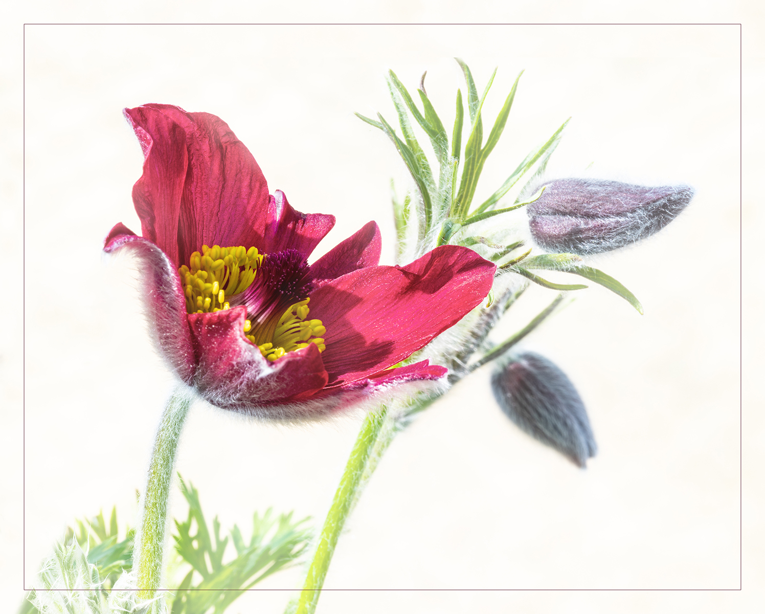 Pasque Flower