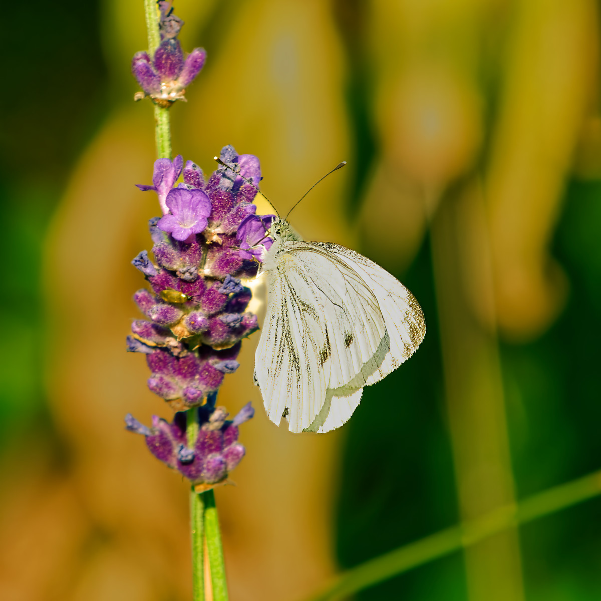 Green Veined White