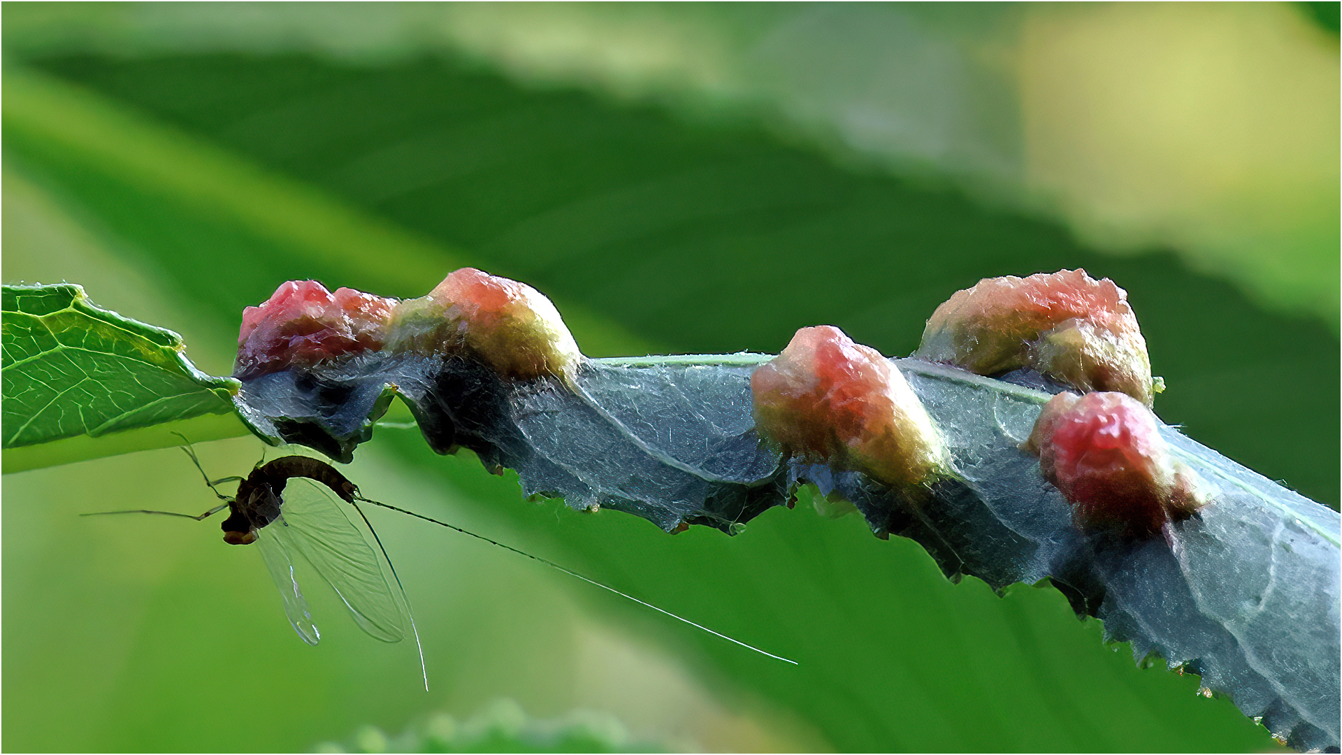 Buggy wonders