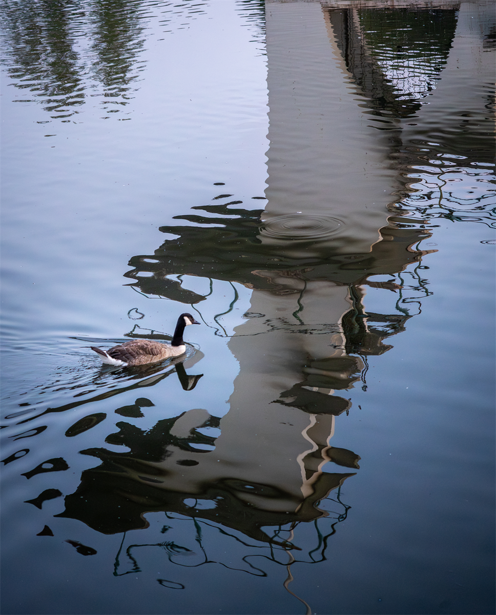 Duck Dive