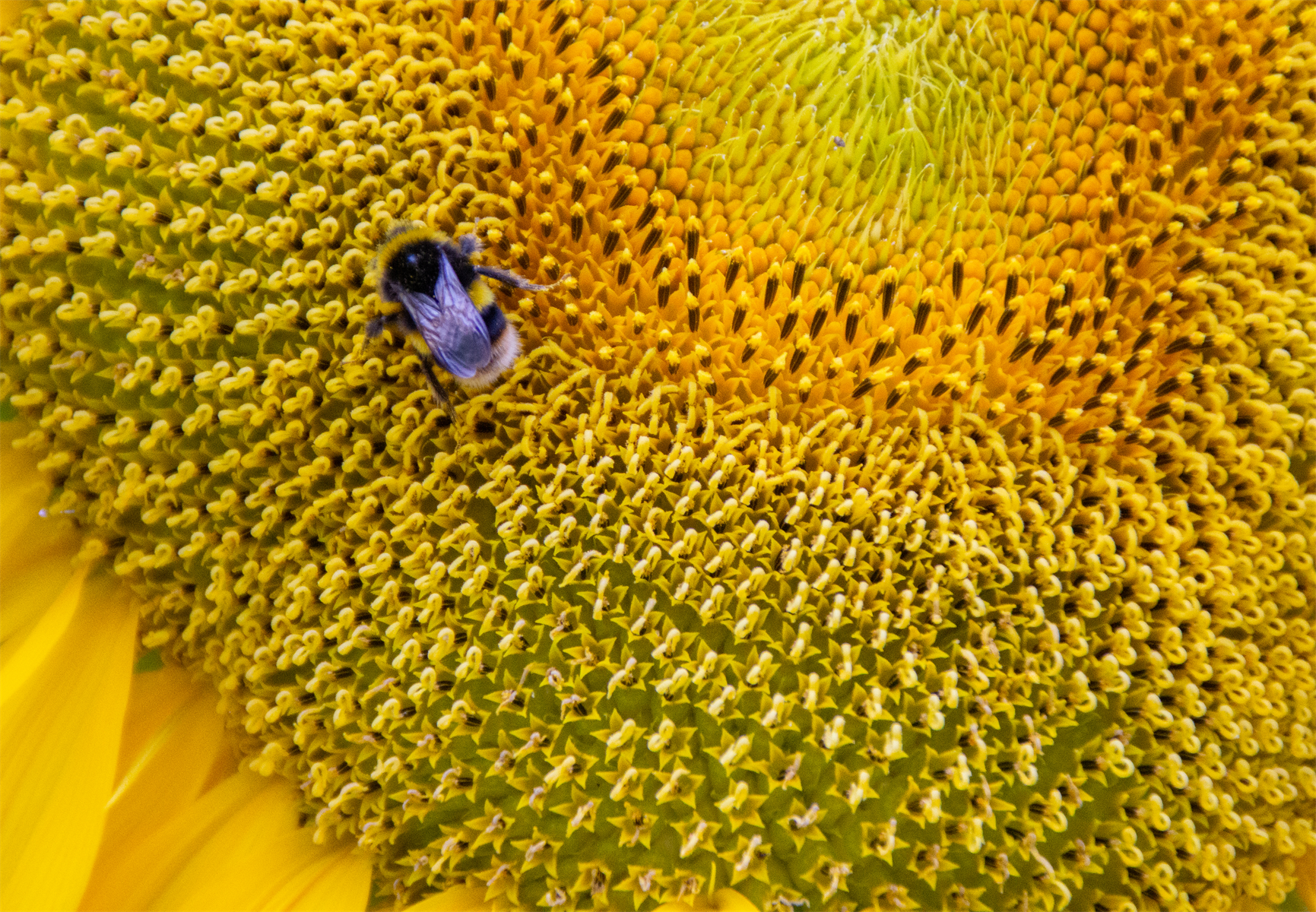 Amber Nectar
