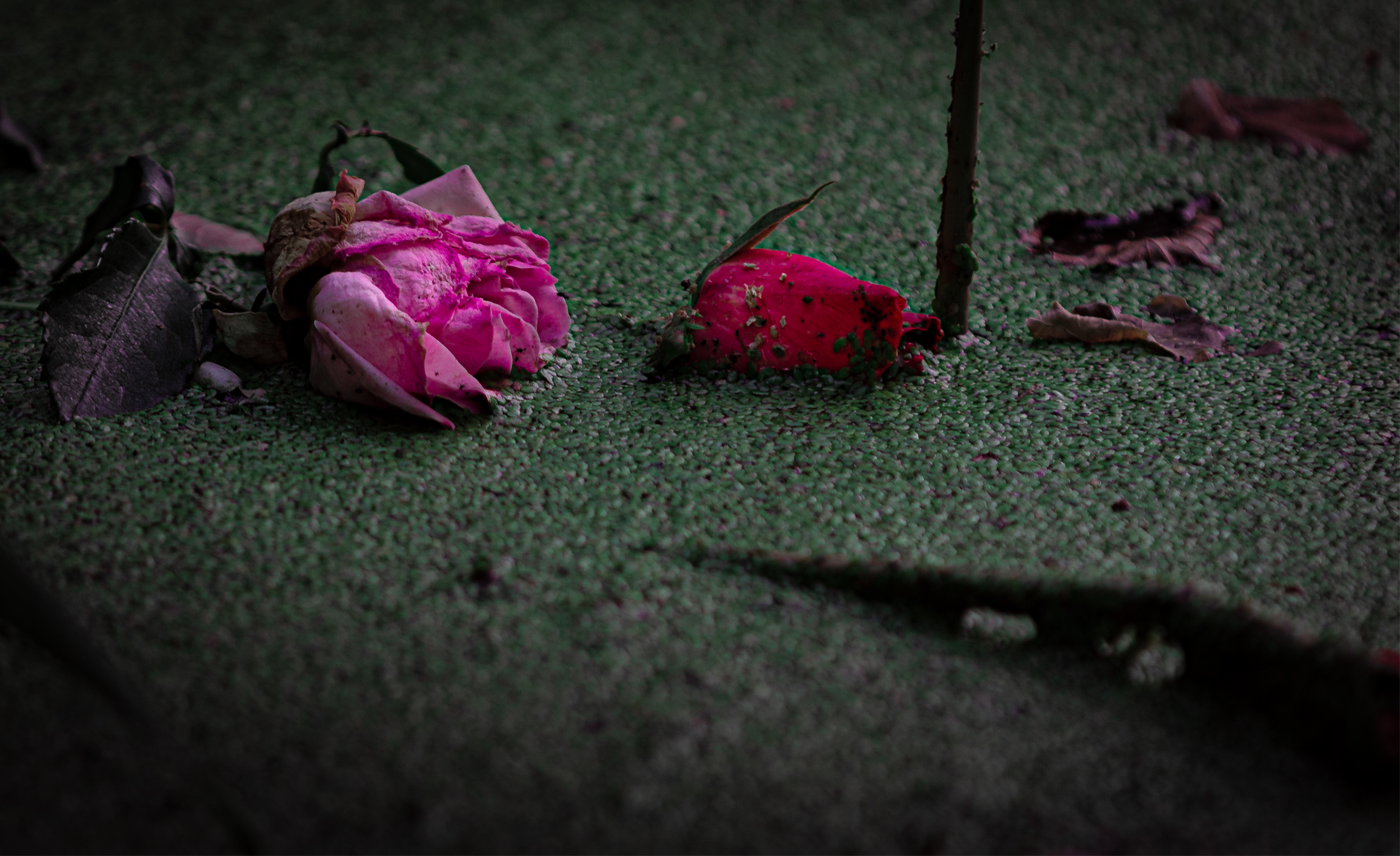 Rosses in the Swamp