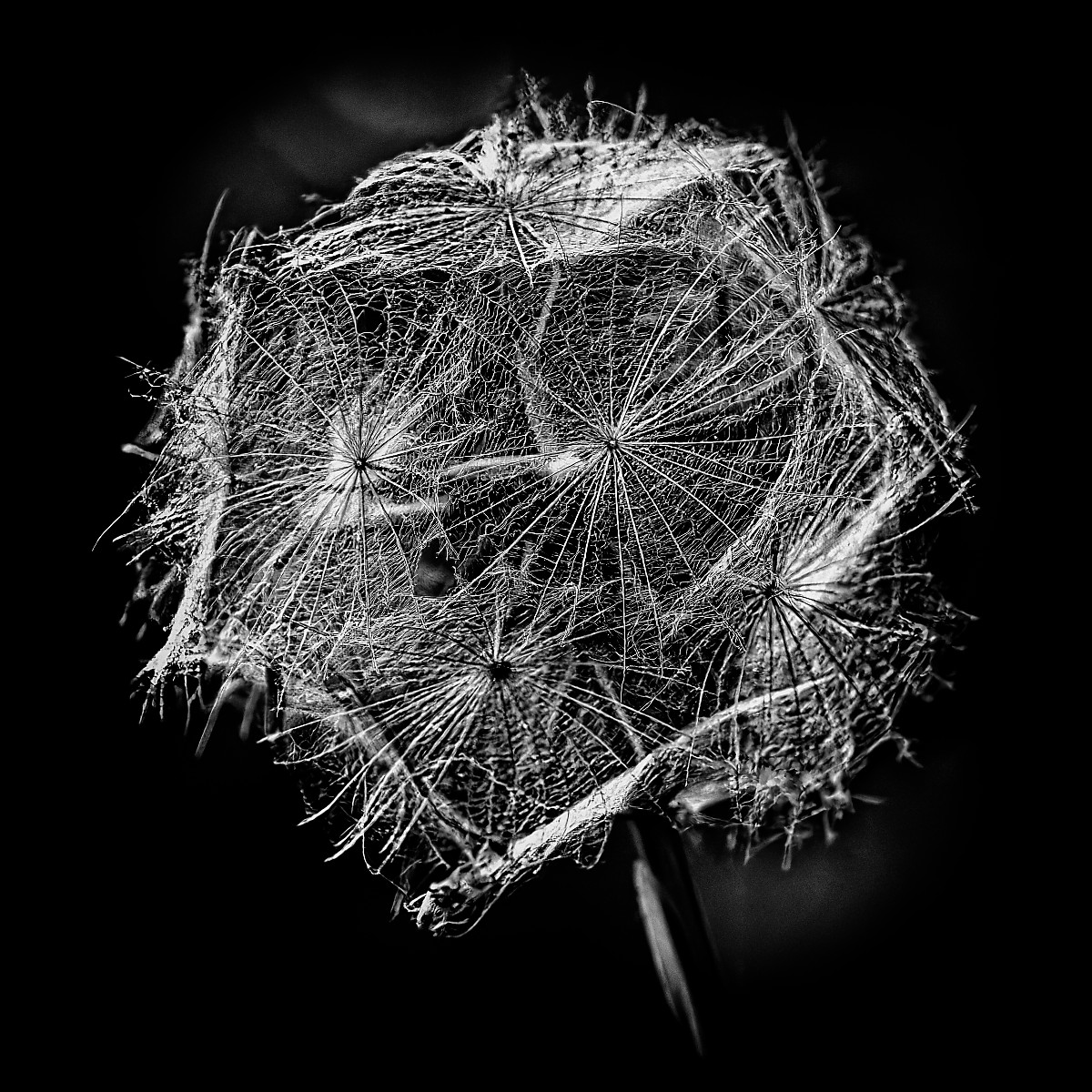 Yellow Goats Beard