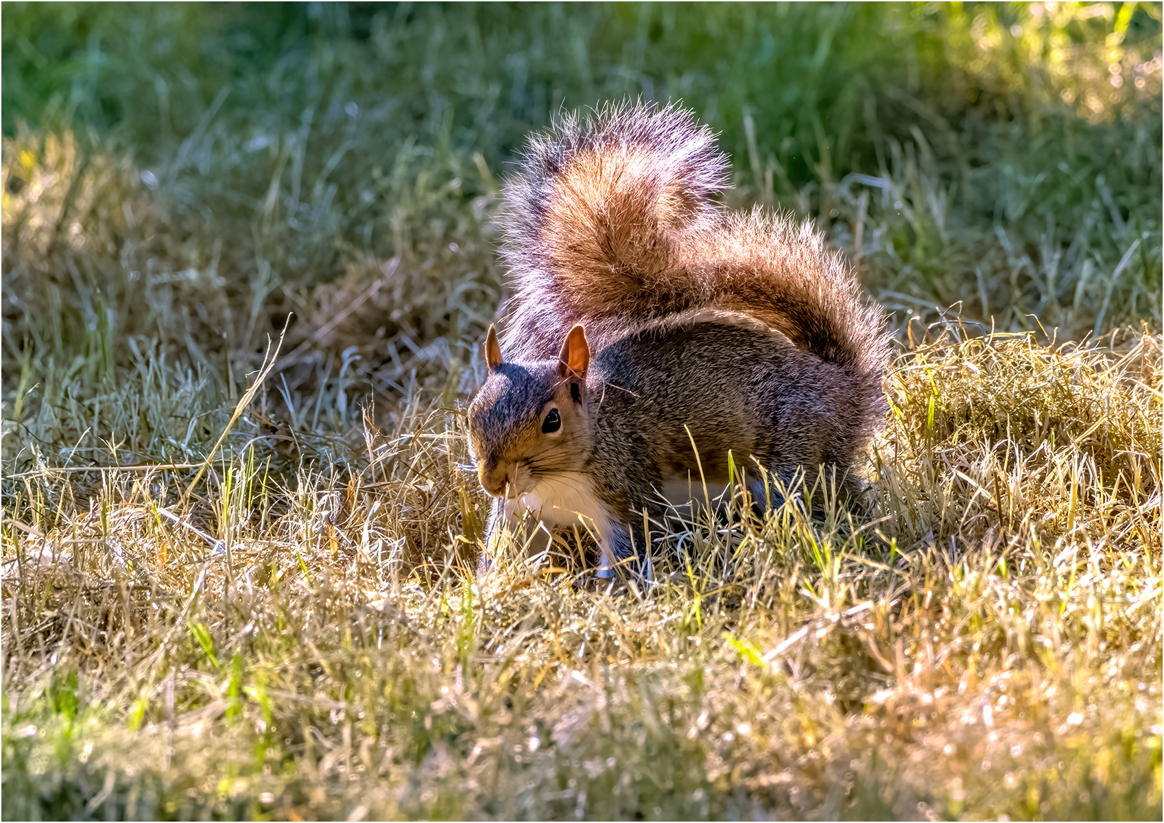 Coate Water Squirrel