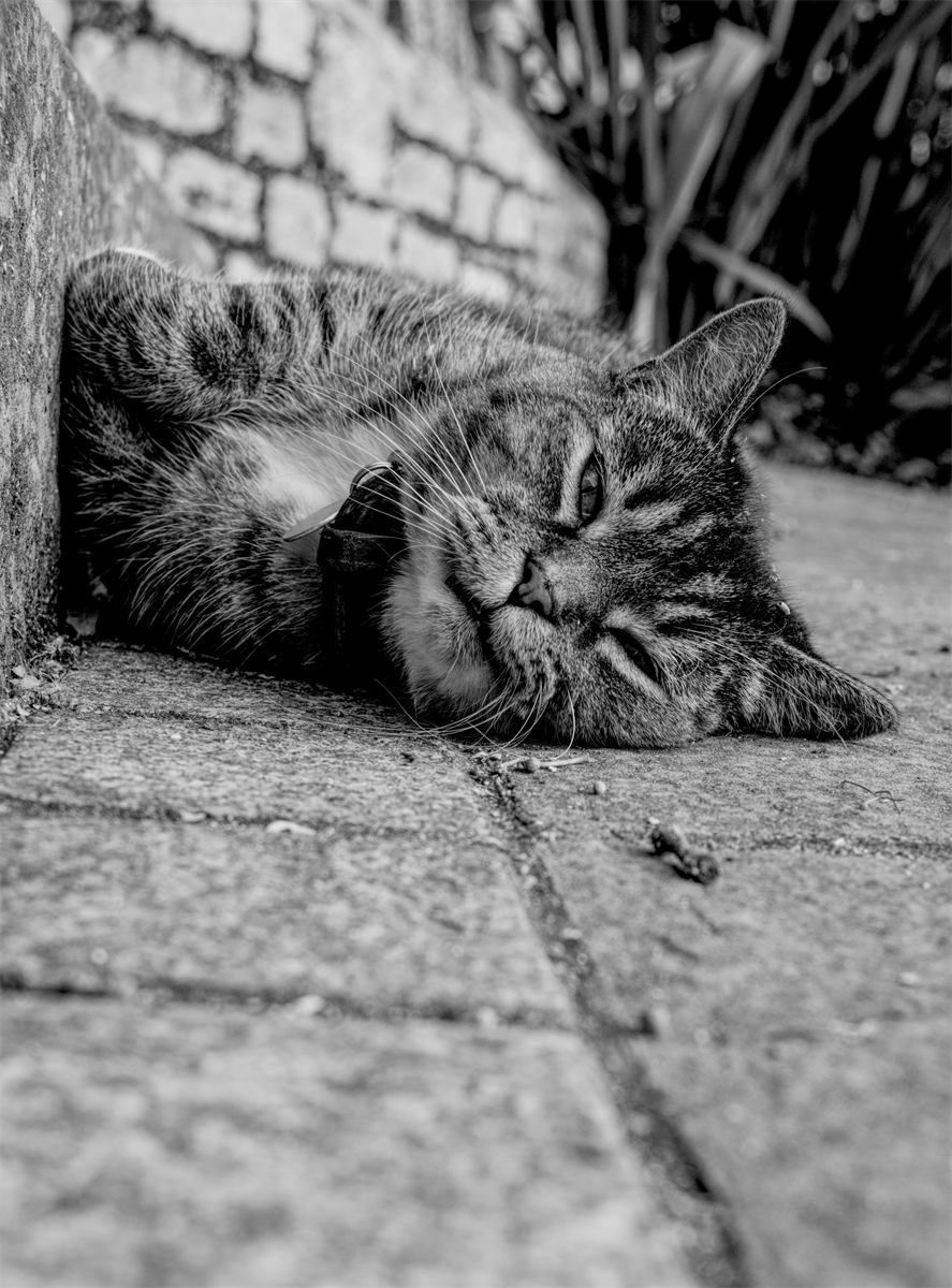 Lazy cat