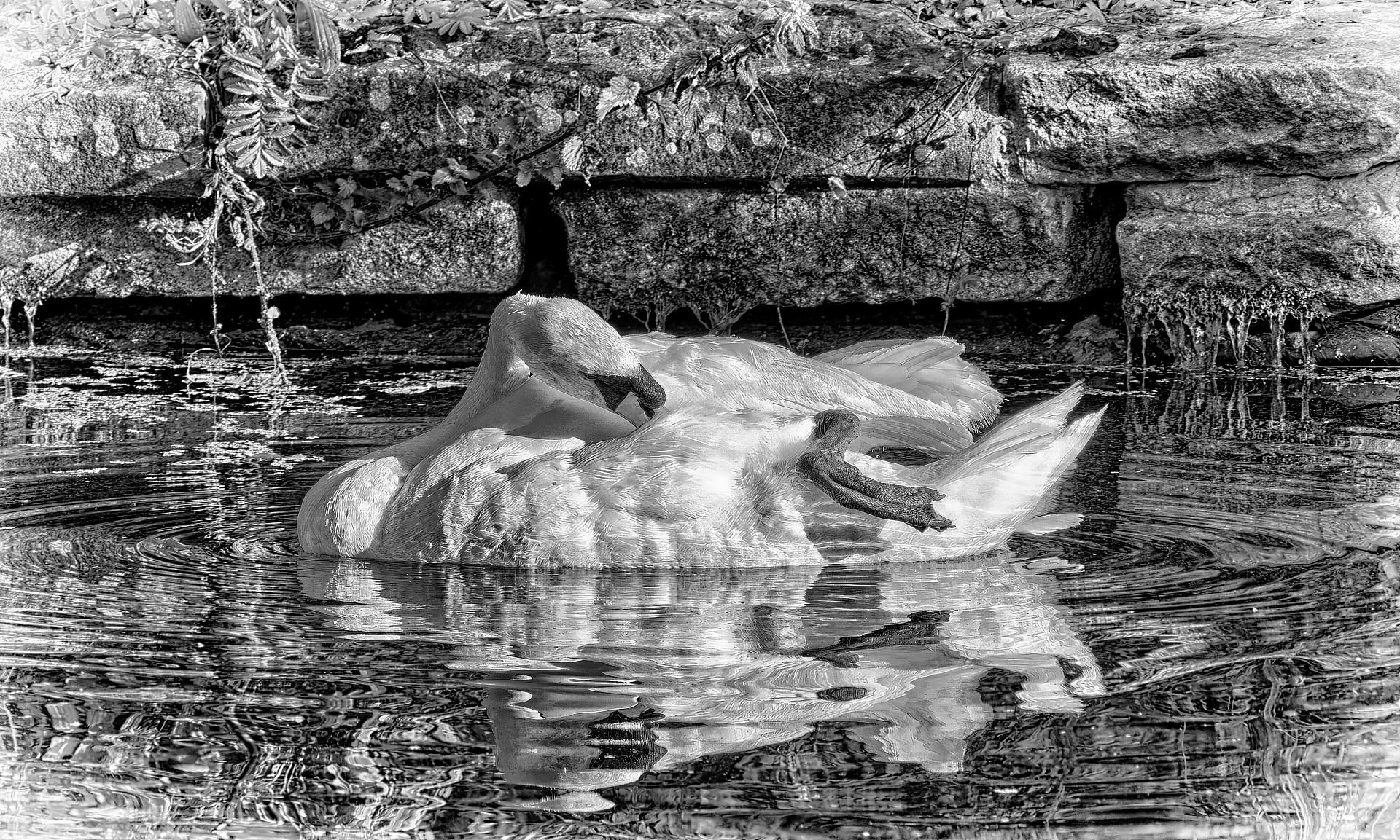 Swan Preening