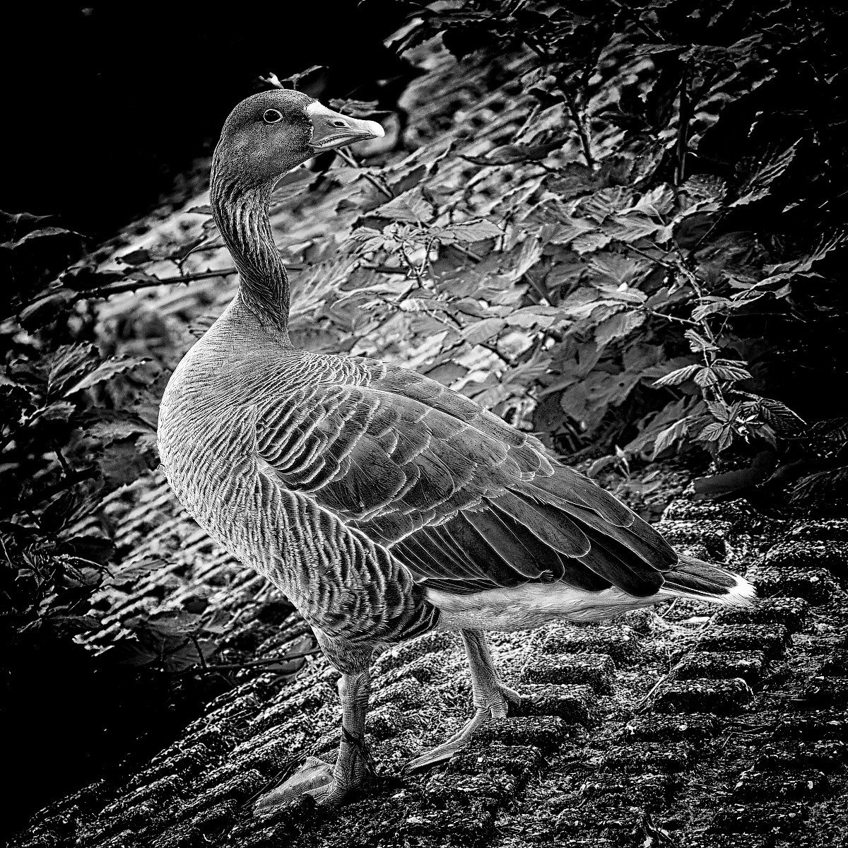 Grey Lag Goose