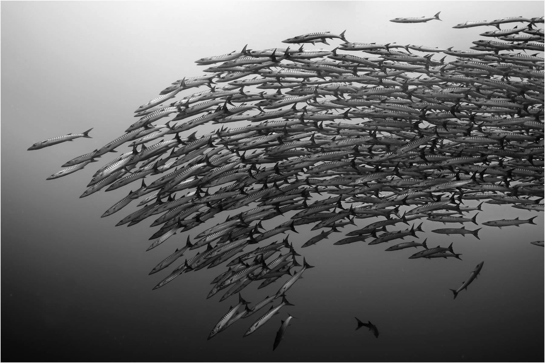 Chevron barracuda school