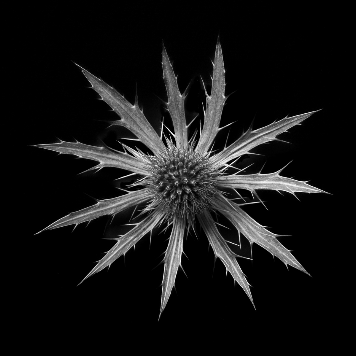 Eryngium