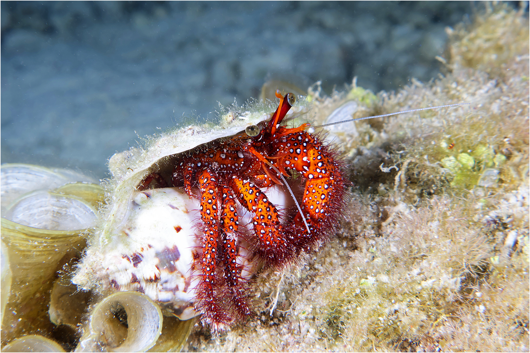 Giant spotted hermit crab