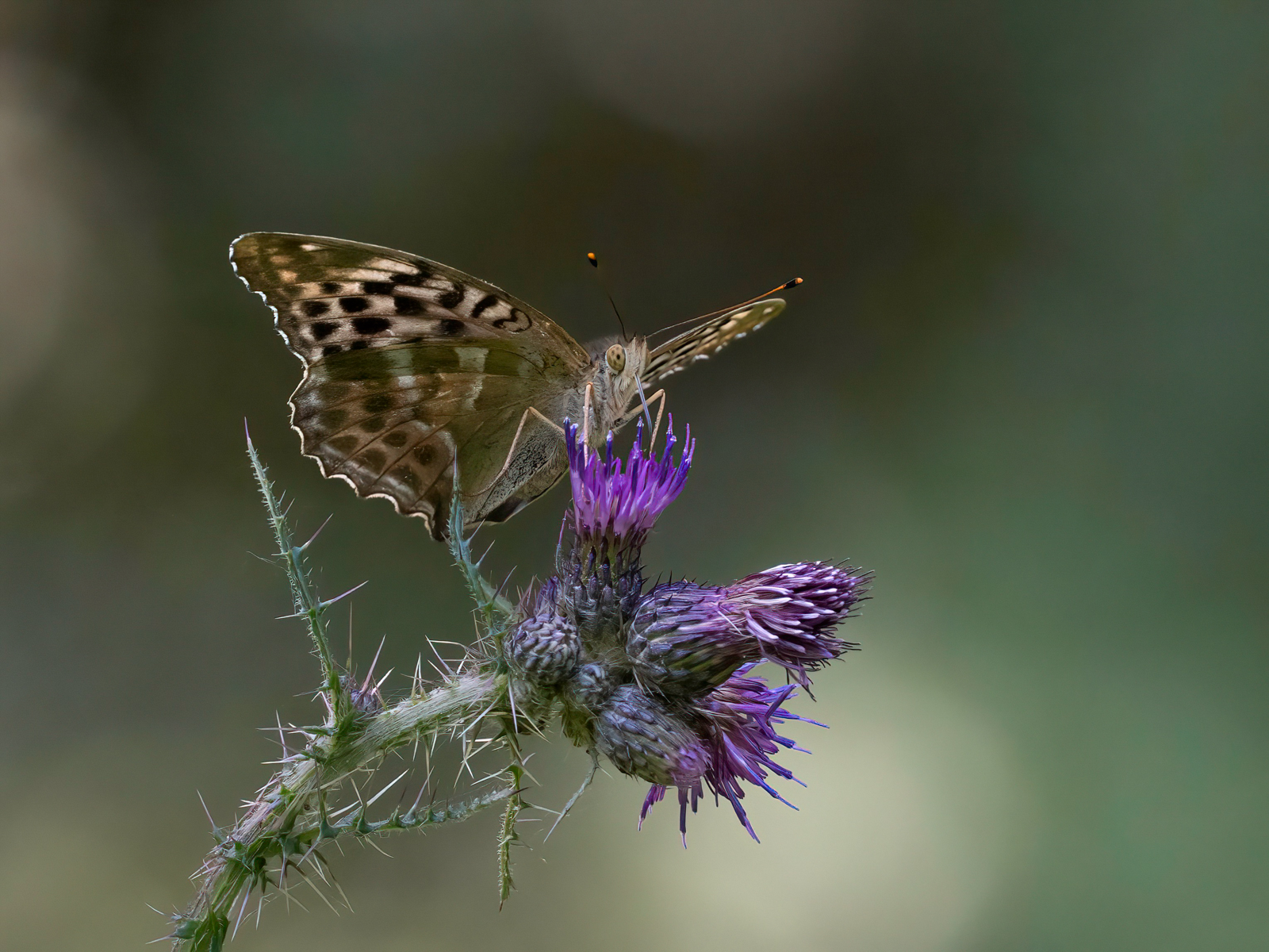 Silver Washed Fritillary