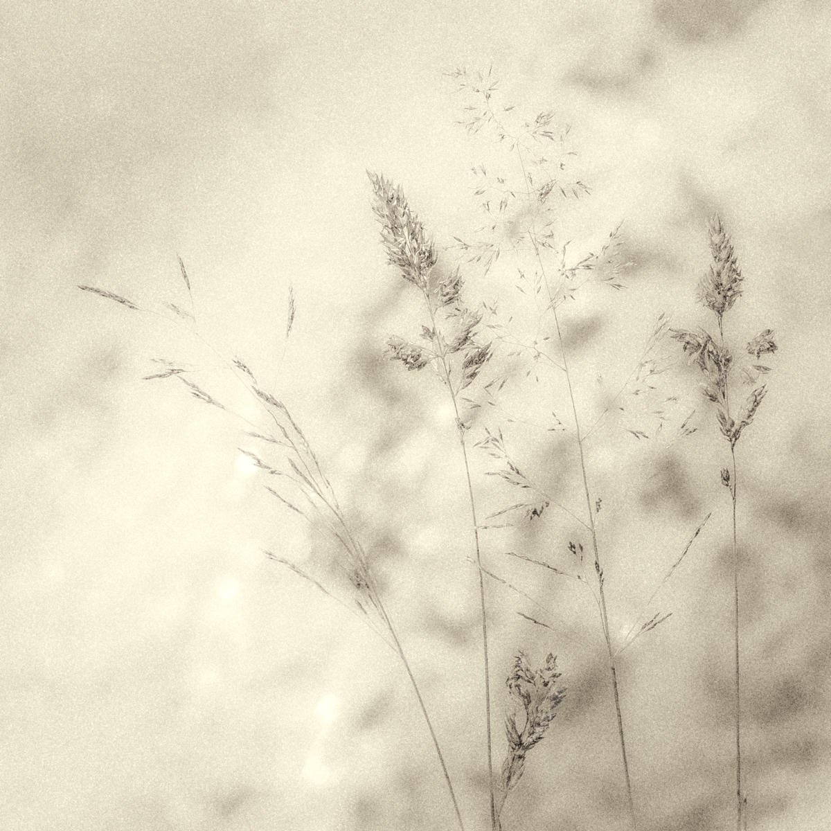 Grass Detail