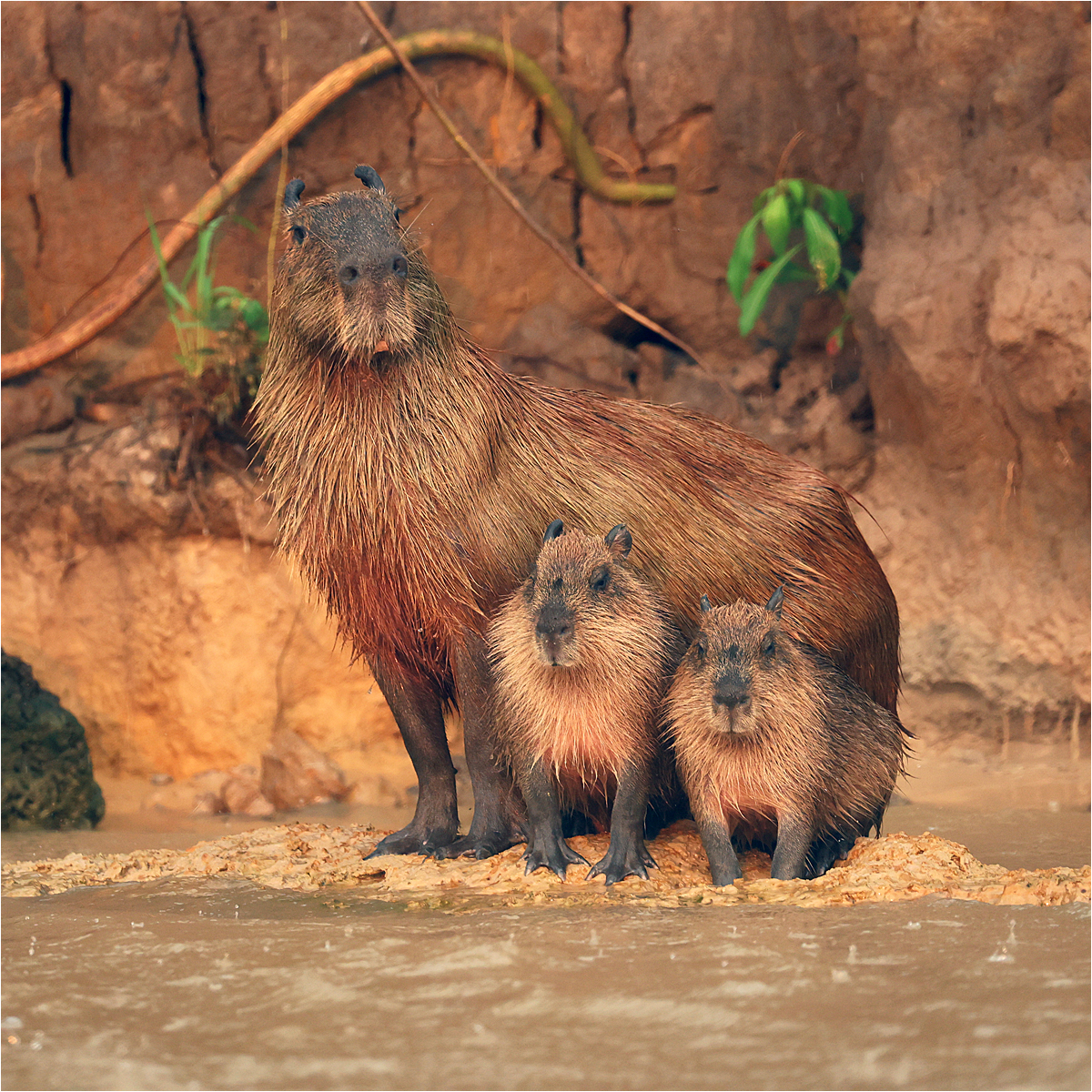 Capybara family in the rain