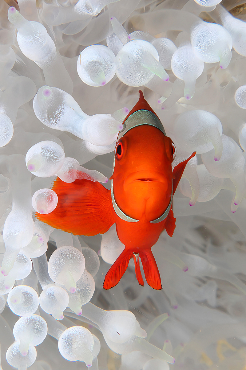 Spinecheek Anemonefish
