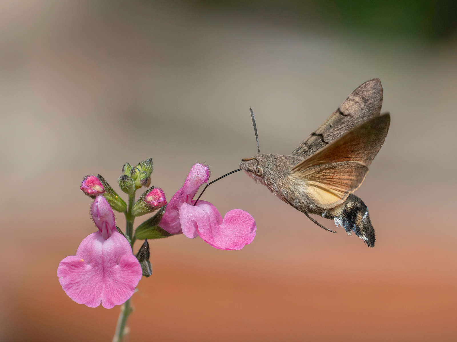 Hummingbird Hawk Moth